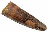Fossil Spinosaurus Tooth - Real Dinosaur Tooth #268688-1